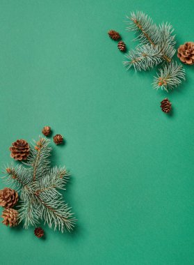 Firavun ağacı dalları ve yeşil arkaplanda çam kozalakları