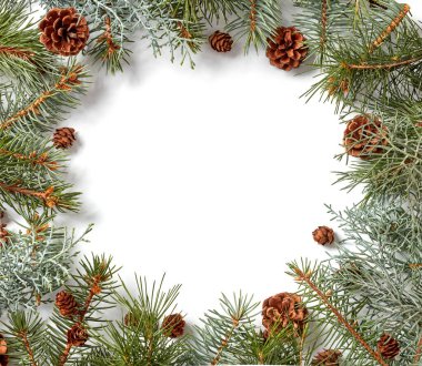 Firavun dalları ve konileri beyaz arka planda yatıyordu