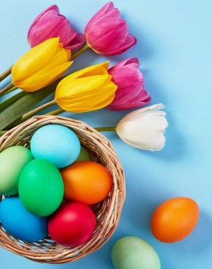 Laleler ve paskalya yumurtaları mavi arka planda sepette.