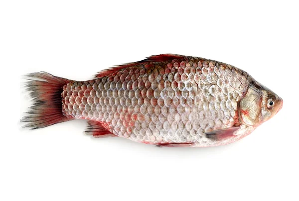 Raw fish isolated — Stock Photo, Image