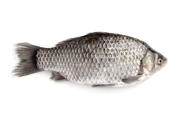 Roher Fisch isoliert — Stockfoto