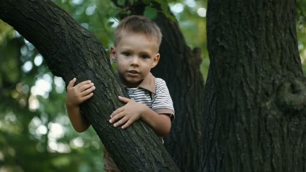 Happy boy climbed on a tree — Stock Video