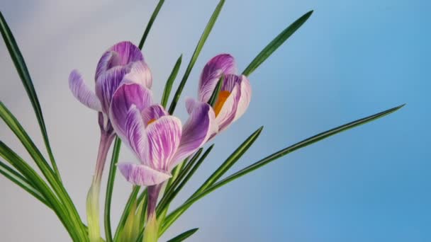 Flores Floração Timelapse — Vídeo de Stock