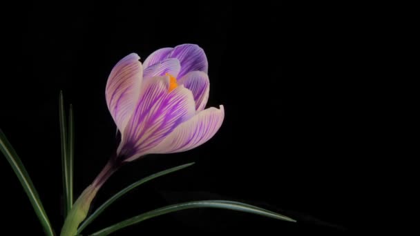 Flor que florece Timelapse — Vídeo de stock