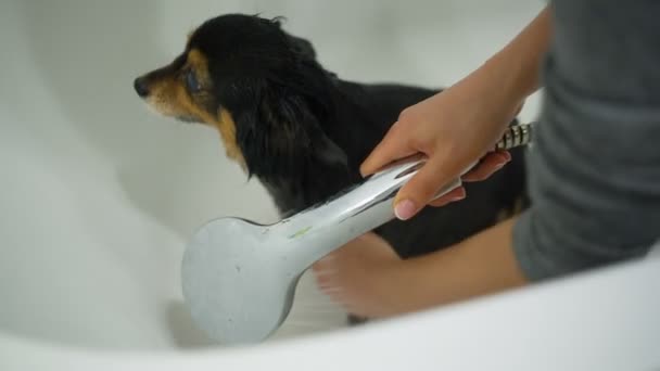 Küçük köpek banyo — Stok video