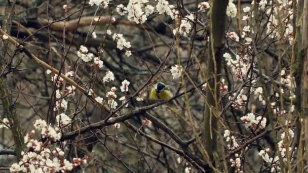 Pássaro pequeno na árvore da flor — Vídeo de Stock