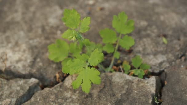 Plant growing through the cracks of the asphalt road — Stock Video