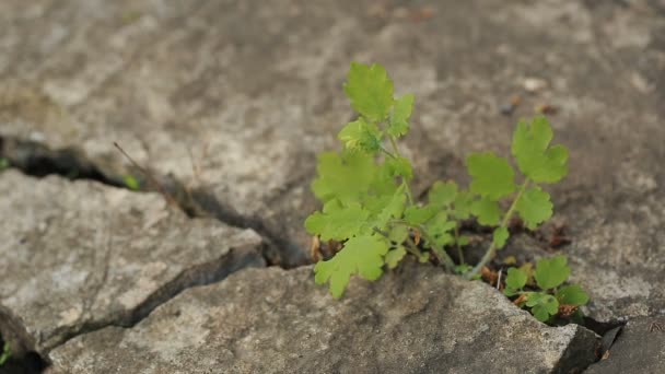 Plante poussant à travers la fissure du béton — Video