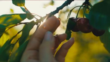 Kadının el kiraz toplama