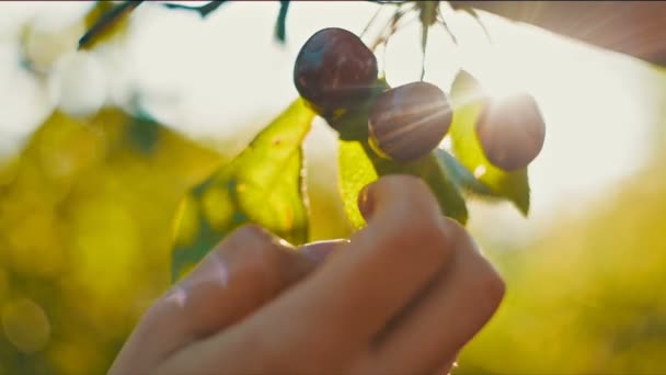 Mujer recogiendo cerezas — Vídeos de Stock