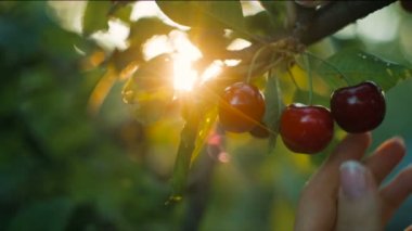 Kadın malzeme çekme kiraz gün batımında