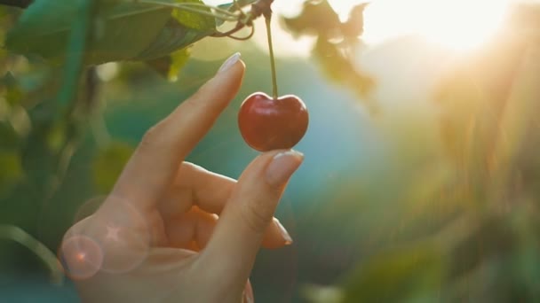 Mujer mostrando cereza — Vídeo de stock