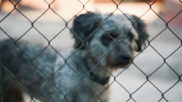 Perro en la perrera — Vídeo de stock