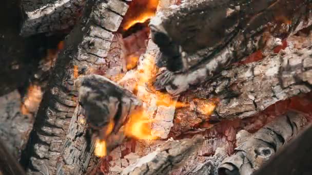 Égő fa, a tűz — Stock videók