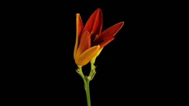 Lily floração Timelapse — Vídeo de Stock