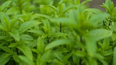 Taze ot sallayarak nane