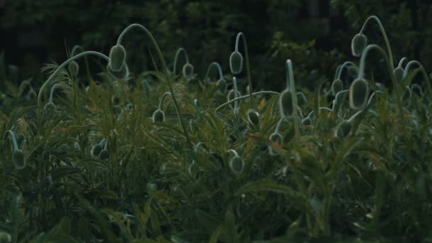 Sol nascente e ilumina as plantas no prado — Vídeo de Stock