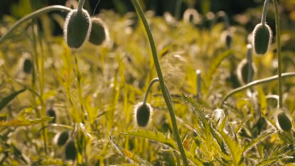 Campo de papoilas não sopradas — Vídeo de Stock