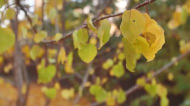 Sarı yapraklar dondan dökülüyor
