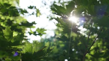 Güneş yaprakların arasından parlıyor.