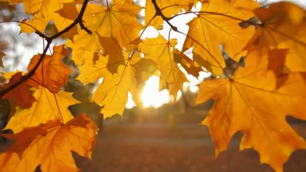 Folhas de outono ao pôr-do-sol — Vídeo de Stock