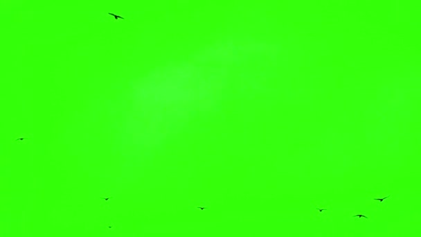 緑の画面上の空の鳥 — ストック動画