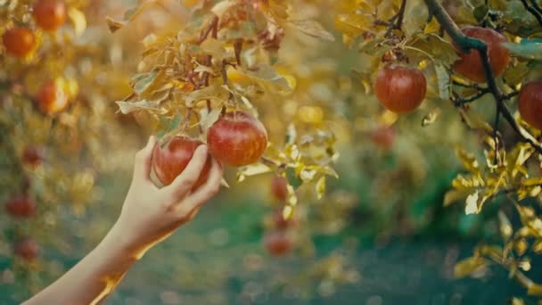 Девушка собирает яблоки с ветки — стоковое видео