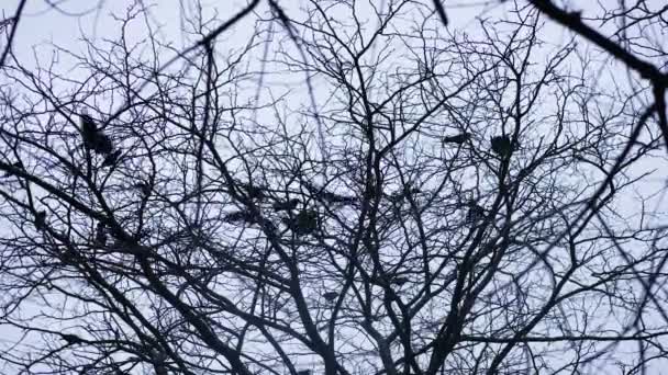Corvos voam para longe da árvore — Vídeo de Stock