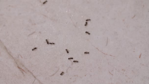 一群蚂蚁在家里的地板上 — 图库视频影像