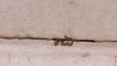 Mutfakta yerde karıncalar var.