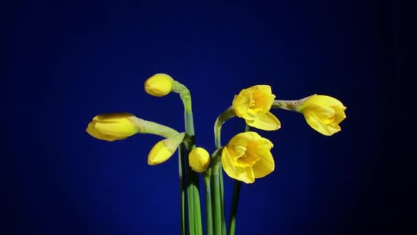 Gele bloemen bloeien op blauwe achtergrond — Stockvideo