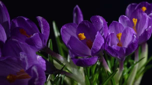 Blommor av saffran blommar på blå bakgrund — Stockvideo