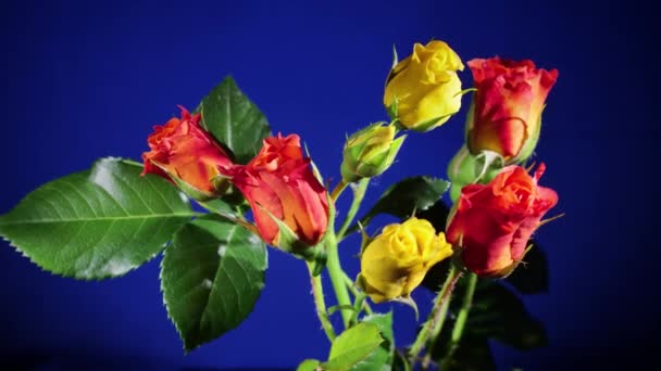 Τριαντάφυλλα ανθισμένα σε μπλε φόντο — Αρχείο Βίντεο