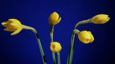 Mavi arka planda açan sarı nergisler