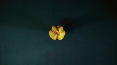 Sarı zambak siyah arkaplanda açılıyor