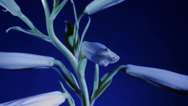 Lily öppnar på blå bakgrund — Stockvideo