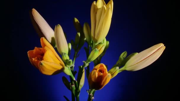 Helle Blumen öffnen sich auf blauem Hintergrund — Stockvideo