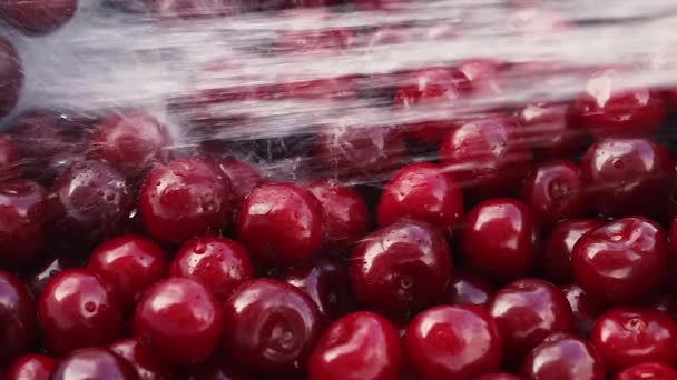Lavagem de cerejas maduras com água — Vídeo de Stock