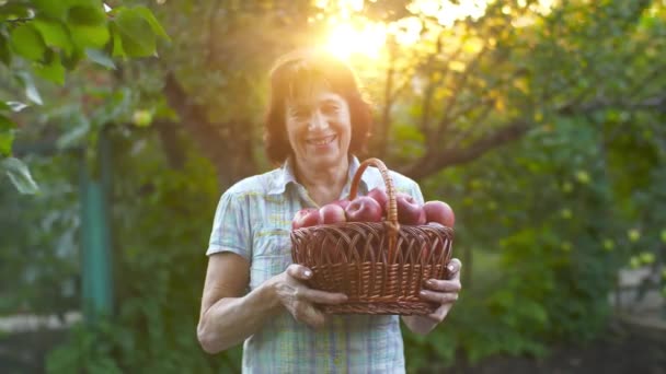Mulher idosa com colheita de maçãs no pôr do sol — Vídeo de Stock