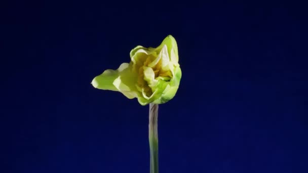 Gelbe Blütenöffnung auf blauem Hintergrund — Stockvideo