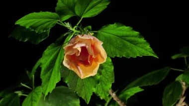 Yeşil yapraklı portakal çiçeği açması