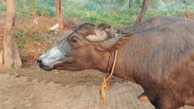 Ağır ahşap bir arabaya bağlanmış bir çift güçlü su bufalosu..