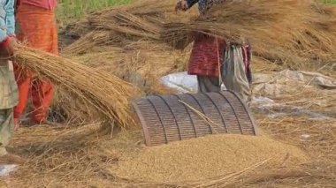Kadınların hasat edilen mahsulleri elle döverek tahılları kabuklarından ayırdığı geleneksel bir yöntem..