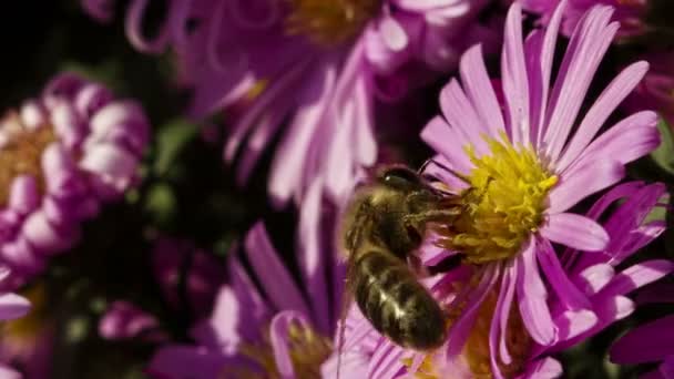 Бджола на квітці — стокове відео