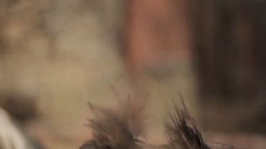 Kara akbaba yemek av