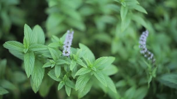 Hierba fresca de menta — Vídeo de stock