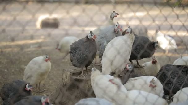 Poulets décoratifs derrière les barreaux — Video