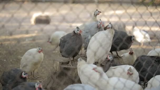 Galinhas decorativas atrás das barras — Vídeo de Stock