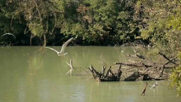 Lago, Árvores e Gaivotas — Vídeo de Stock