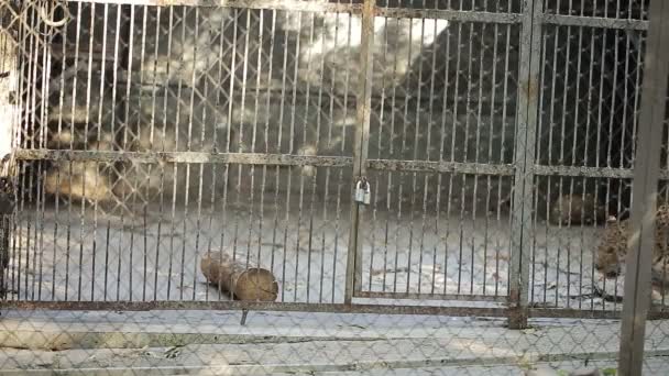 Jaguar In een dierentuin — Stockvideo